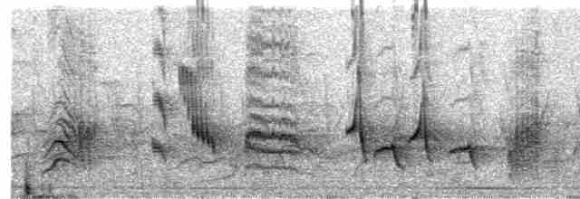 Длинноклювый пересмешник - ML561302321
