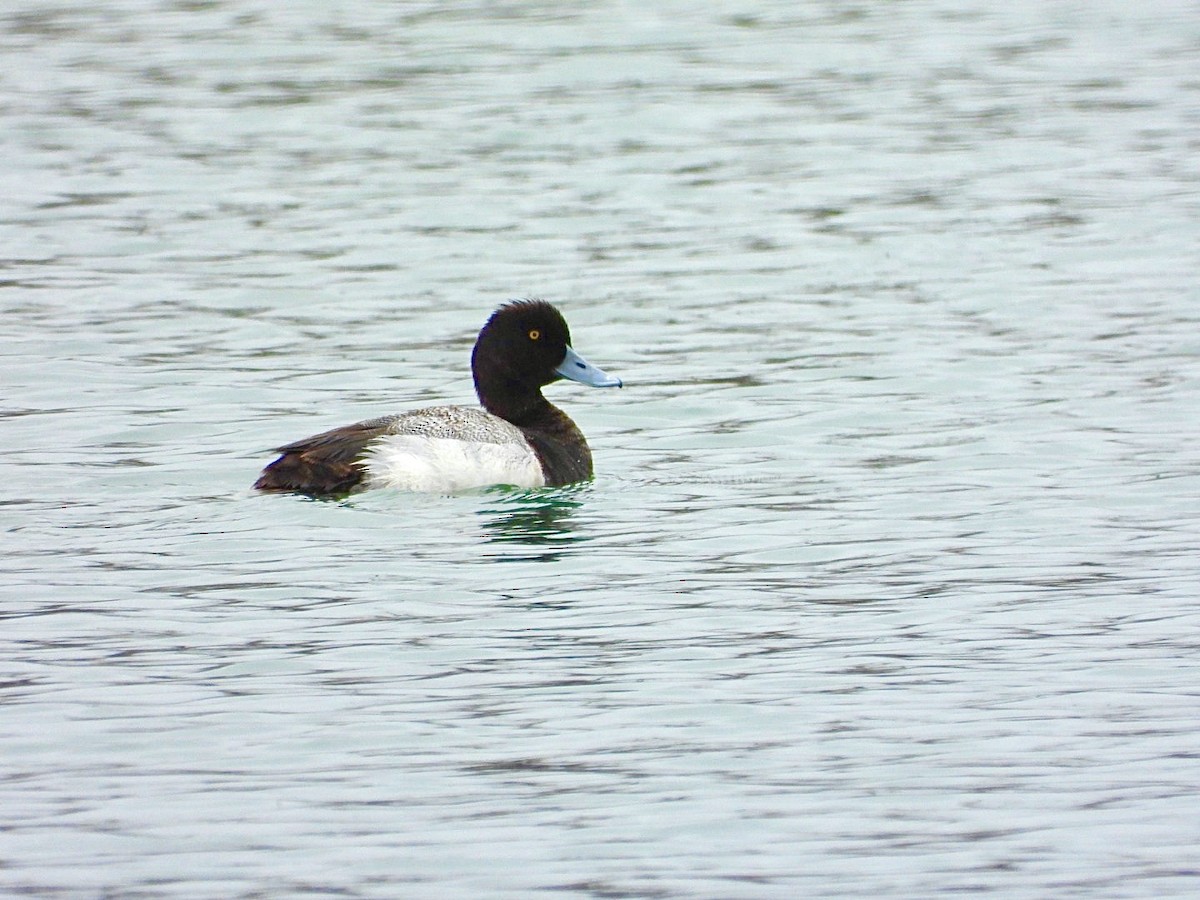 Greater Scaup - ML561305061