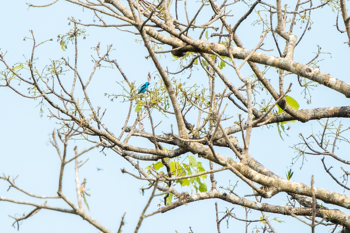 Blue Dacnis - Tyler Wenzel