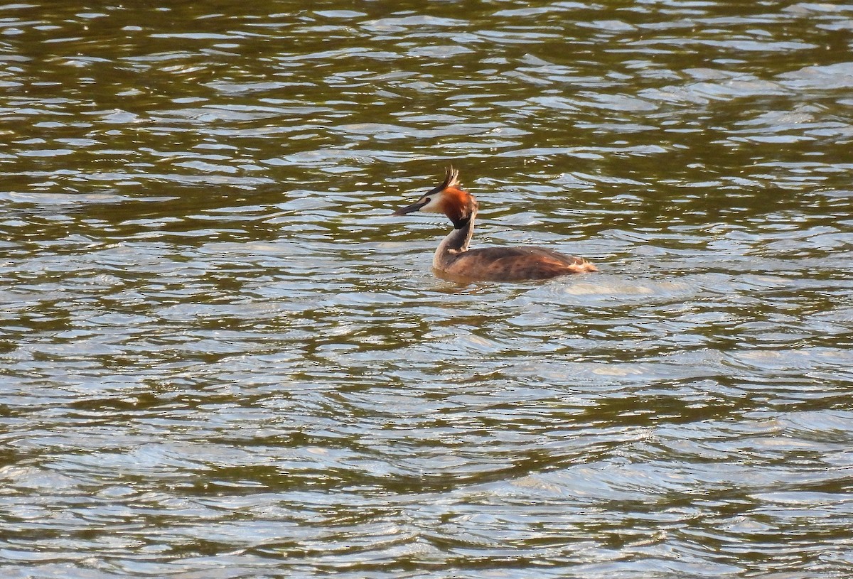 Great Crested Grebe - ML561314241
