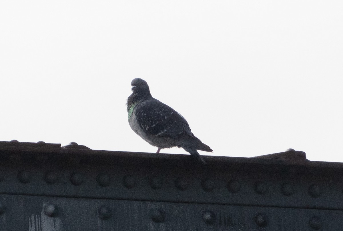 Rock Pigeon (Feral Pigeon) - ML561320421