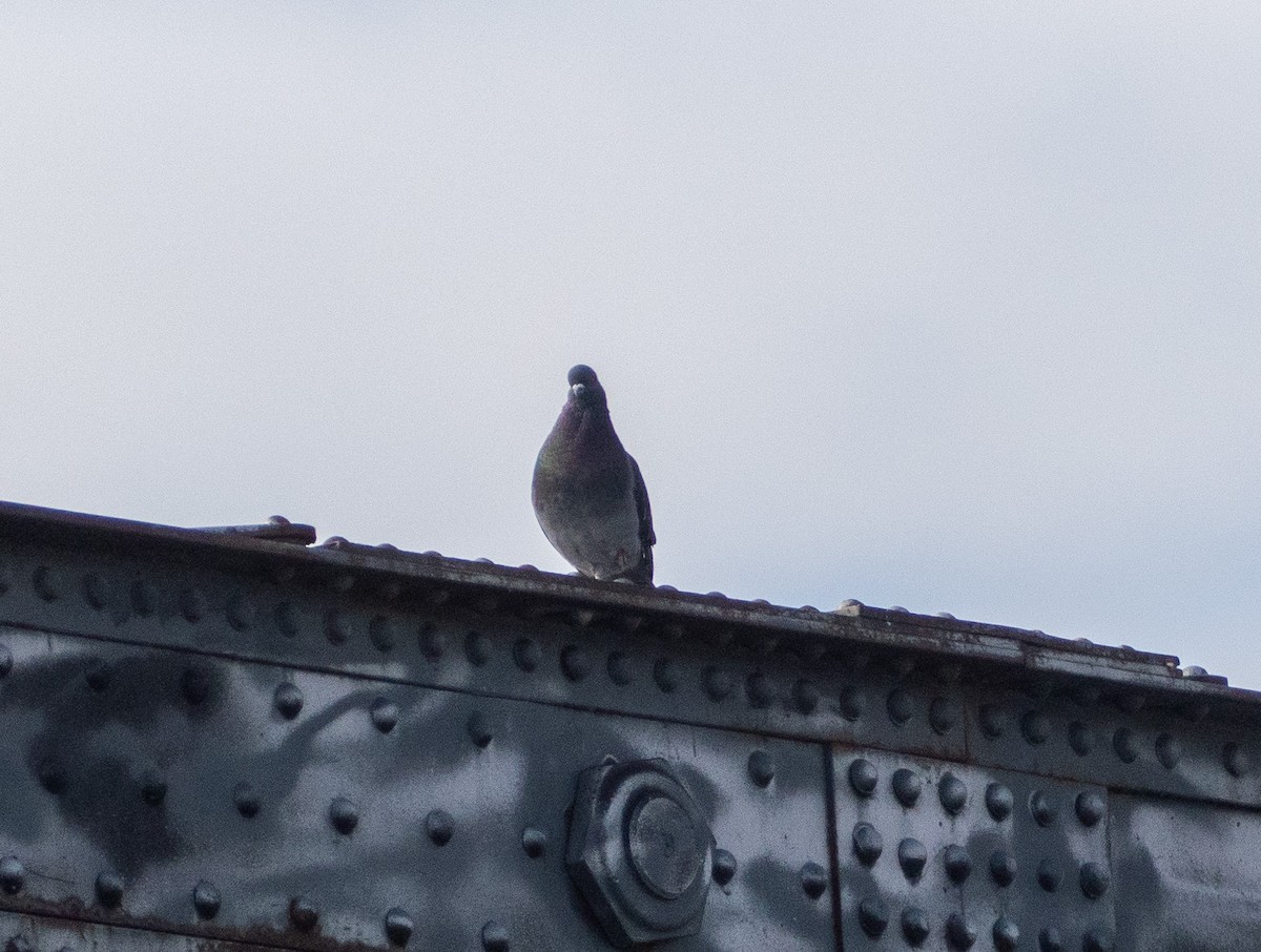 Rock Pigeon (Feral Pigeon) - ML561320431