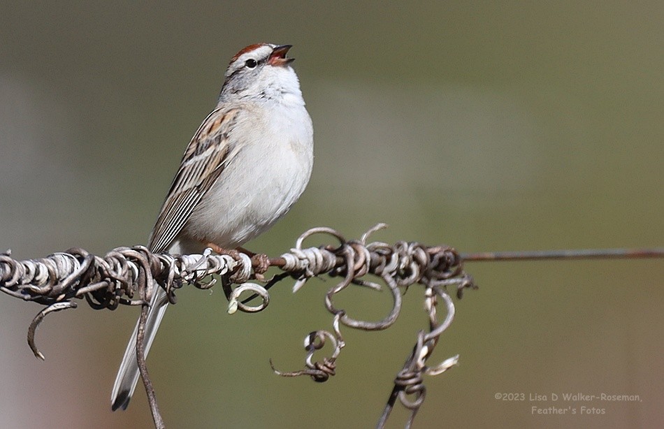Chipping Sparrow - ML561324251