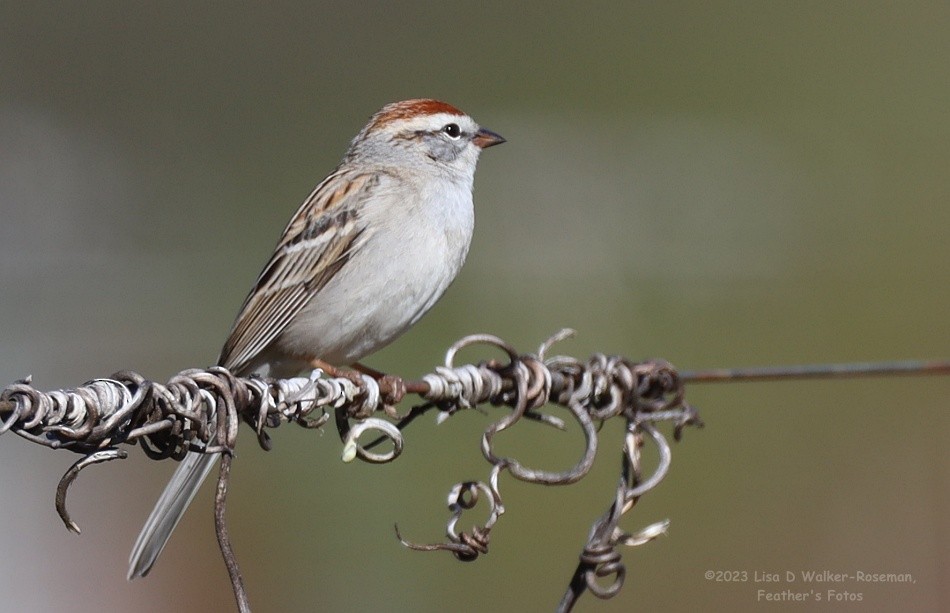Chipping Sparrow - ML561324261