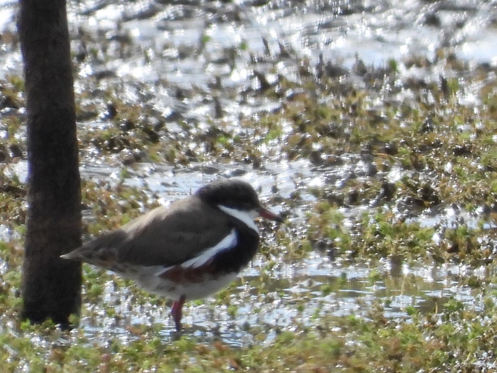 Red-kneed Dotterel - ML561330011