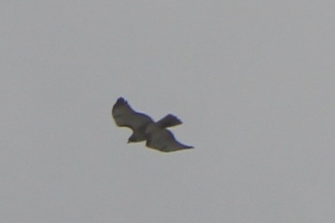 Red-tailed Hawk (abieticola) - ML561330181