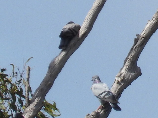Rock Pigeon (Feral Pigeon) - ML561331721