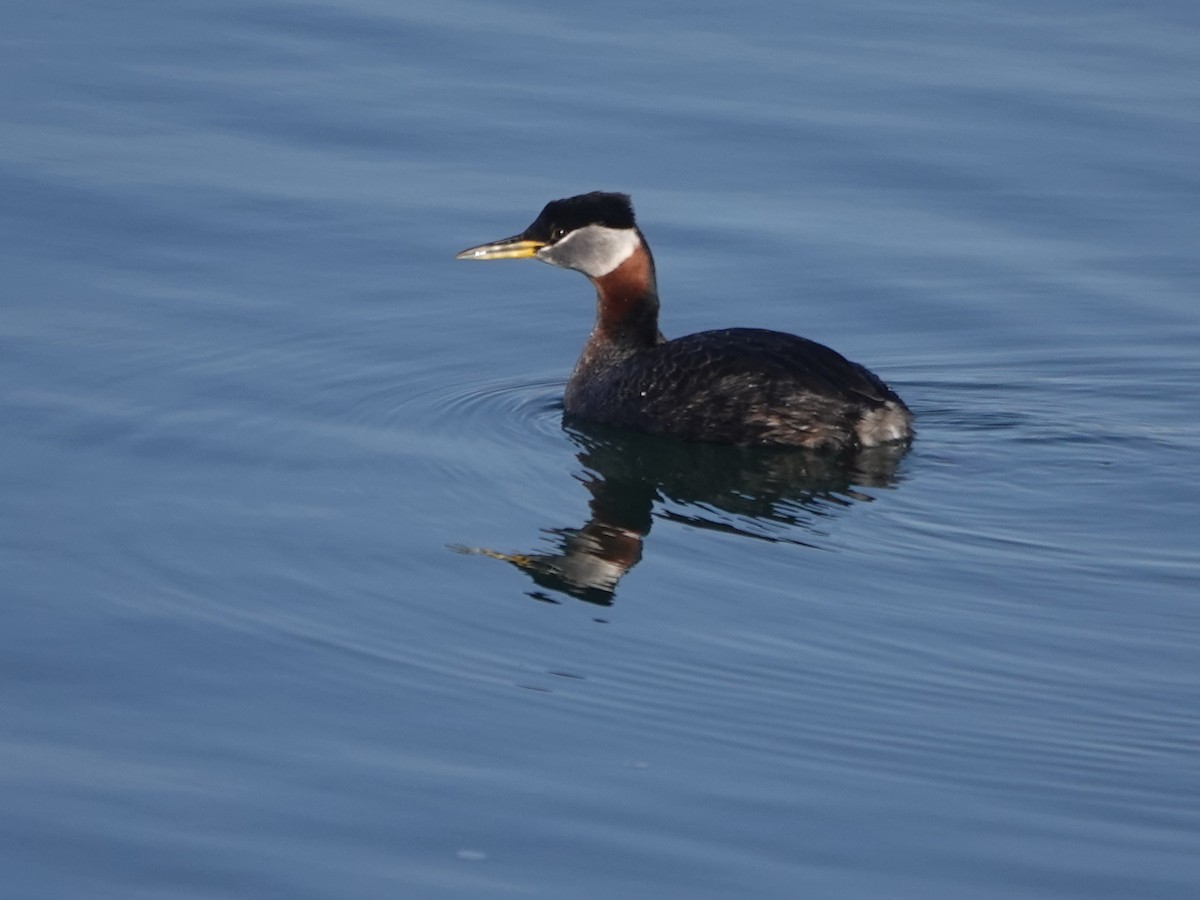 Red-necked Grebe - ML561331991