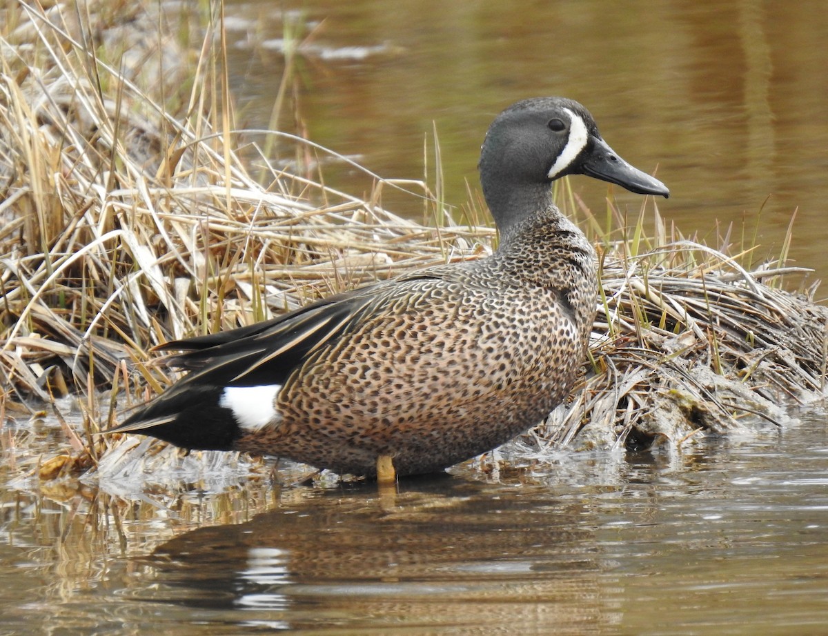 Blue-winged Teal - ML561334101