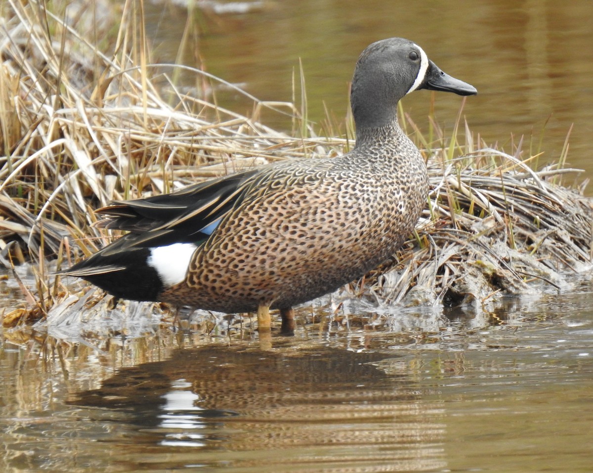 Blue-winged Teal - ML561334121