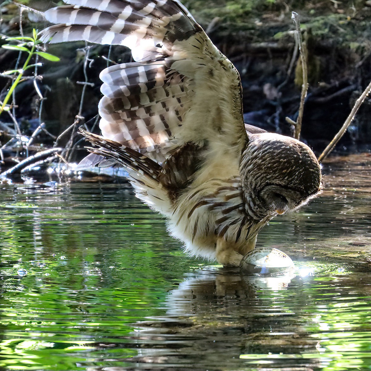 eBird Checklist 22 Apr 2023 Mead Botanical Gardens 32 species