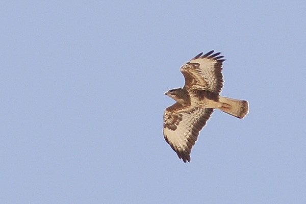Common Buzzard (Steppe) - Ted Keyel