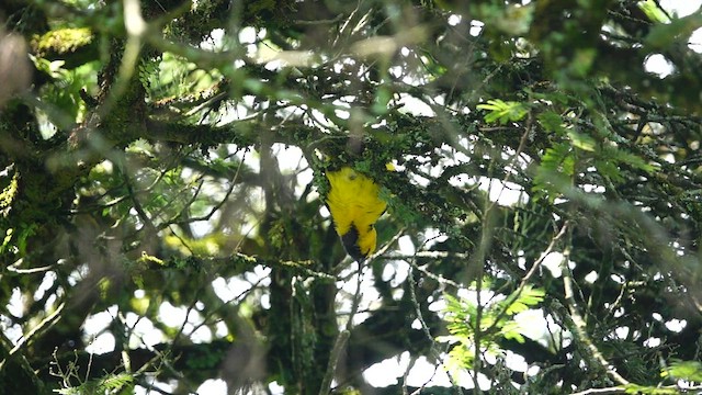Yellow-tailed Oriole - ML561347381
