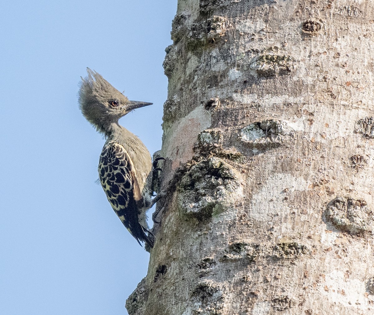 Gray-and-buff Woodpecker - ML561347631