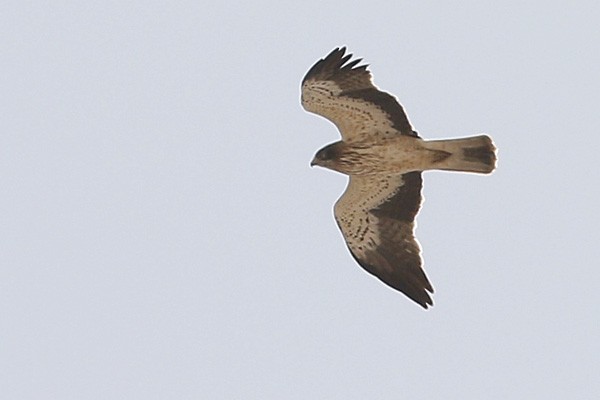 Booted Eagle - Ted Keyel