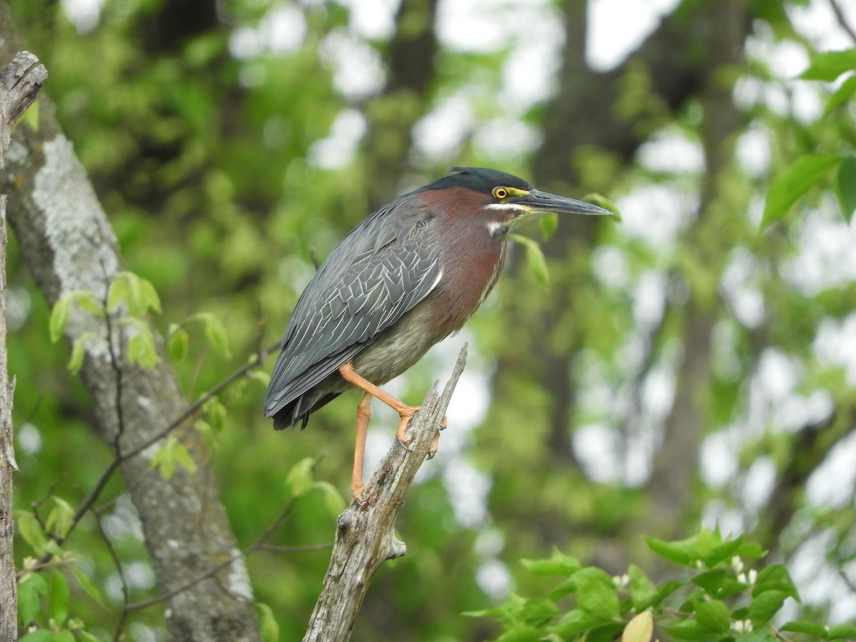 EBird Checklist - 22 Apr 2023 - Riney B Park - 17 Species