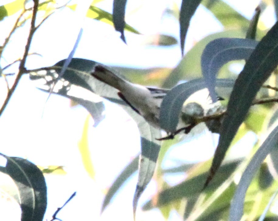 Black-throated Gray Warbler - ML561357691