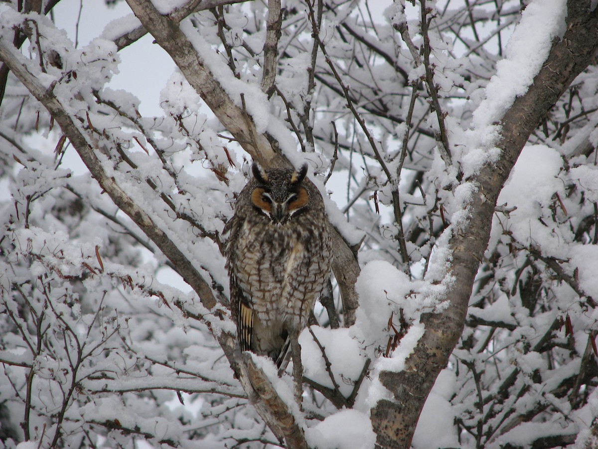 Long-eared Owl - ML56136551