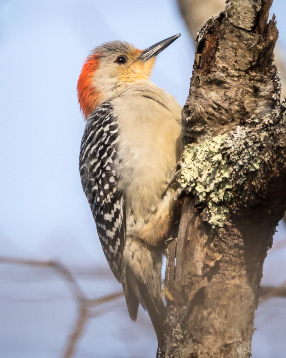 Red-bellied Woodpecker - ML561368581