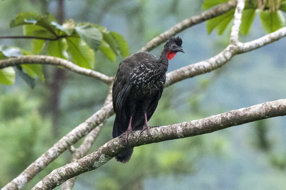Crested Guan - ML561375891