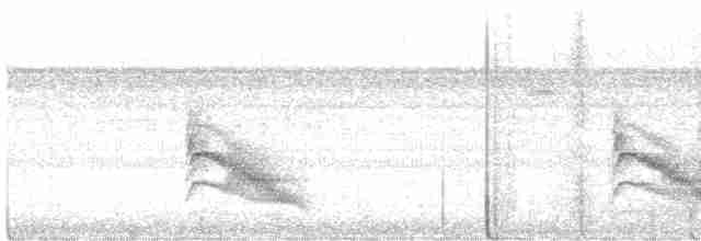 Усатый крапивник - ML561377141