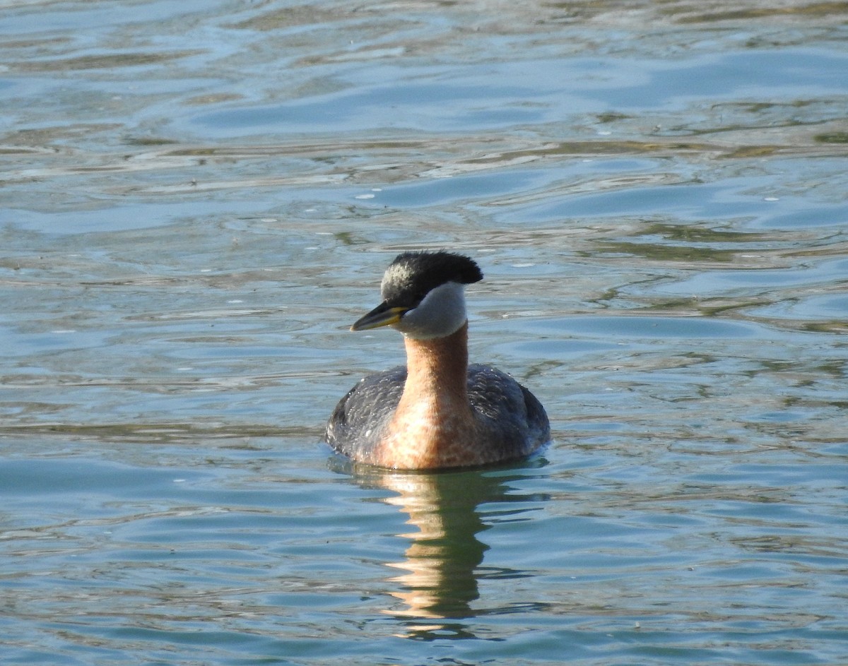 Red-necked Grebe - ML561378221