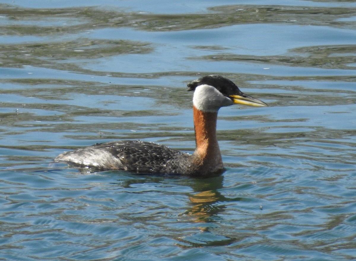 Red-necked Grebe - ML561378231
