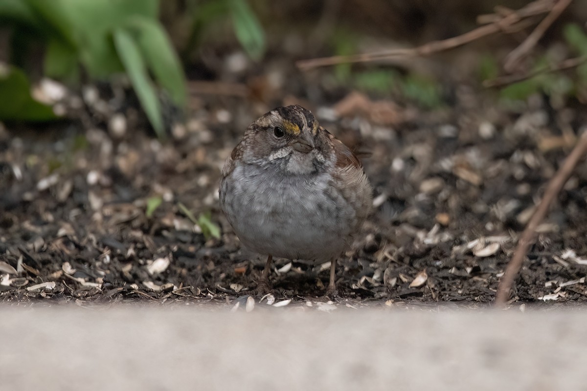 White-throated Sparrow - ML561379511