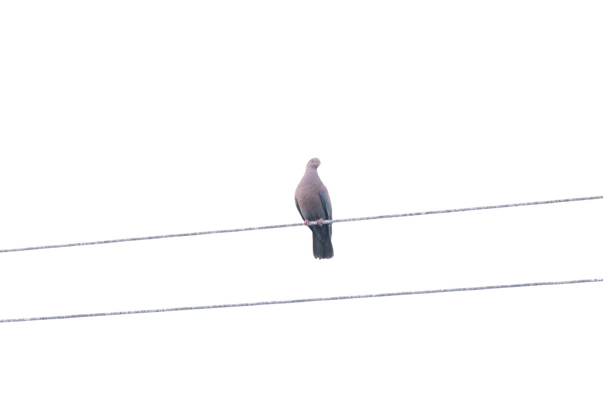 Red-billed Pigeon - ML561380591