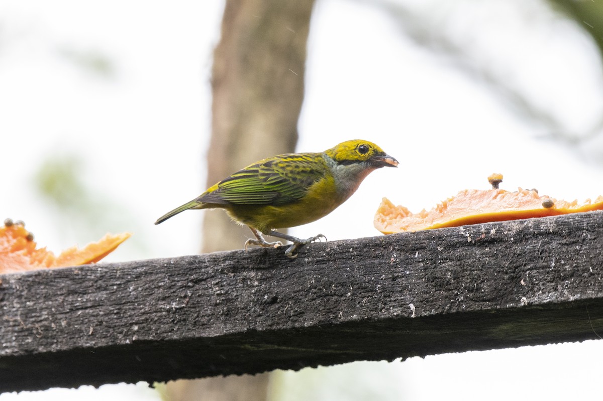 Silver-throated Tanager - ML561382341