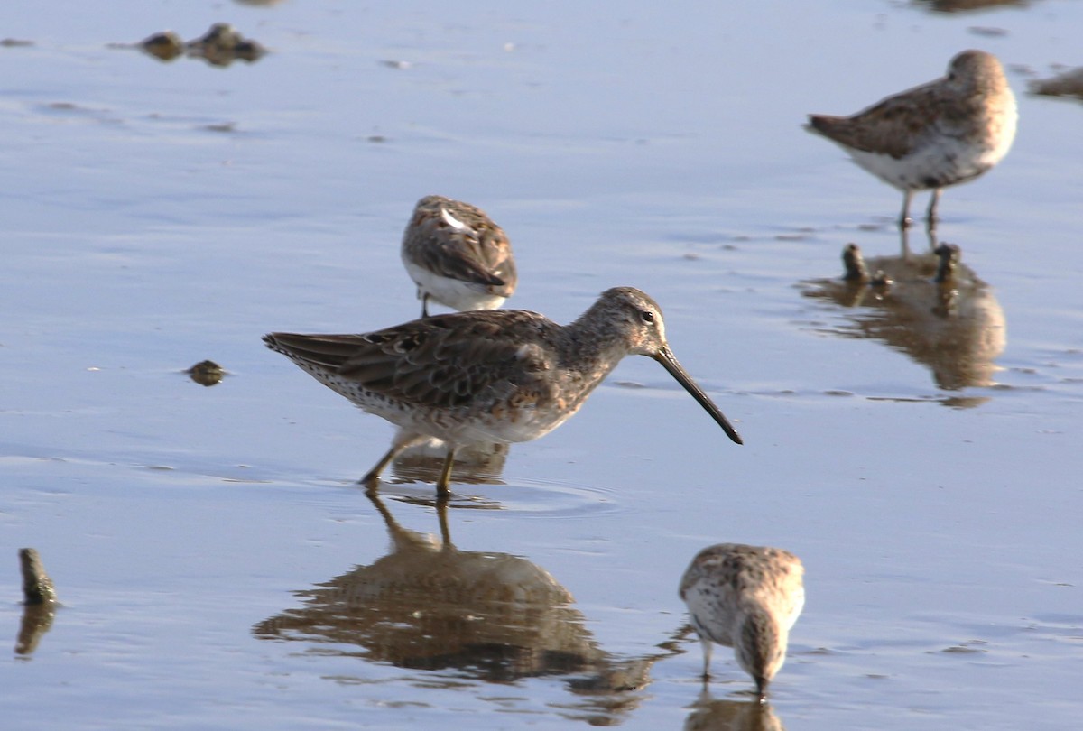 Long-billed Dowitcher - ML561383651