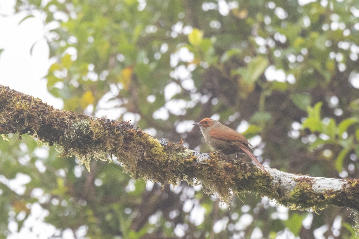 Red-faced Spinetail - ML561385341