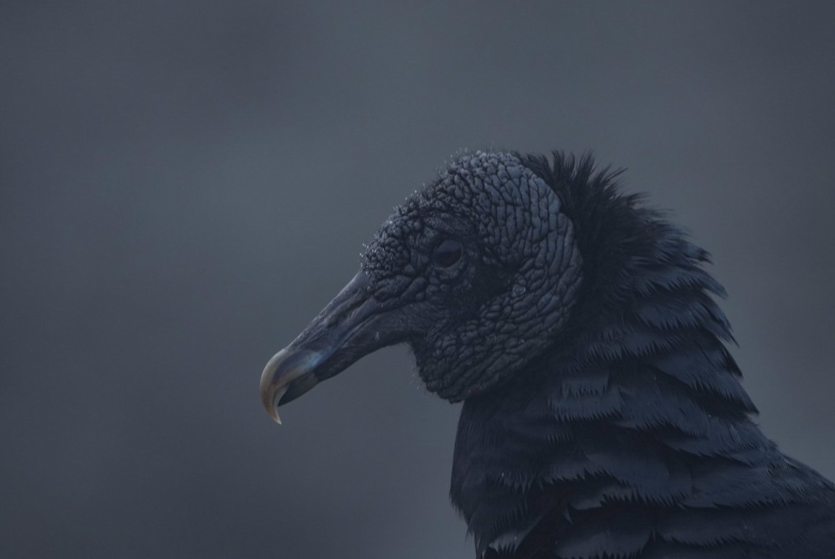 Black Vulture - Sergio Jaque Bopp