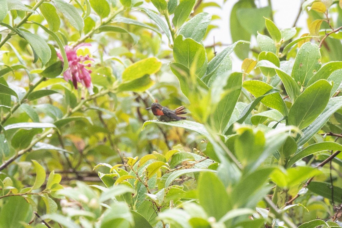 Scintillant Hummingbird - Brigitte Brantley