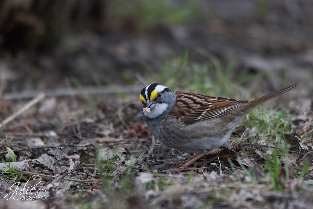 White-throated Sparrow - Julie Cusson