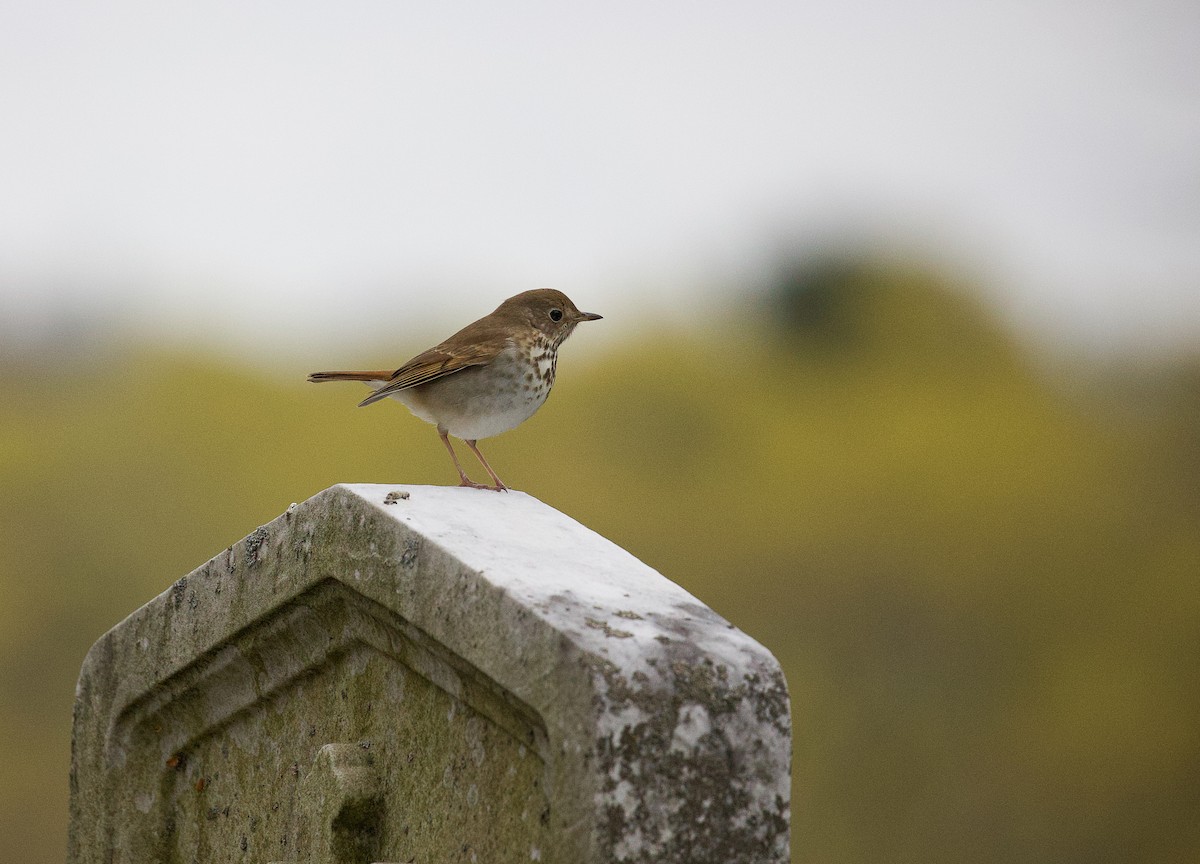 eBird Checklist - 22 Apr 2023 - Mount Auburn Cemetery - 38 species