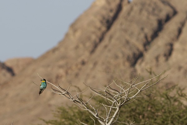 European Bee-eater - Ted Keyel