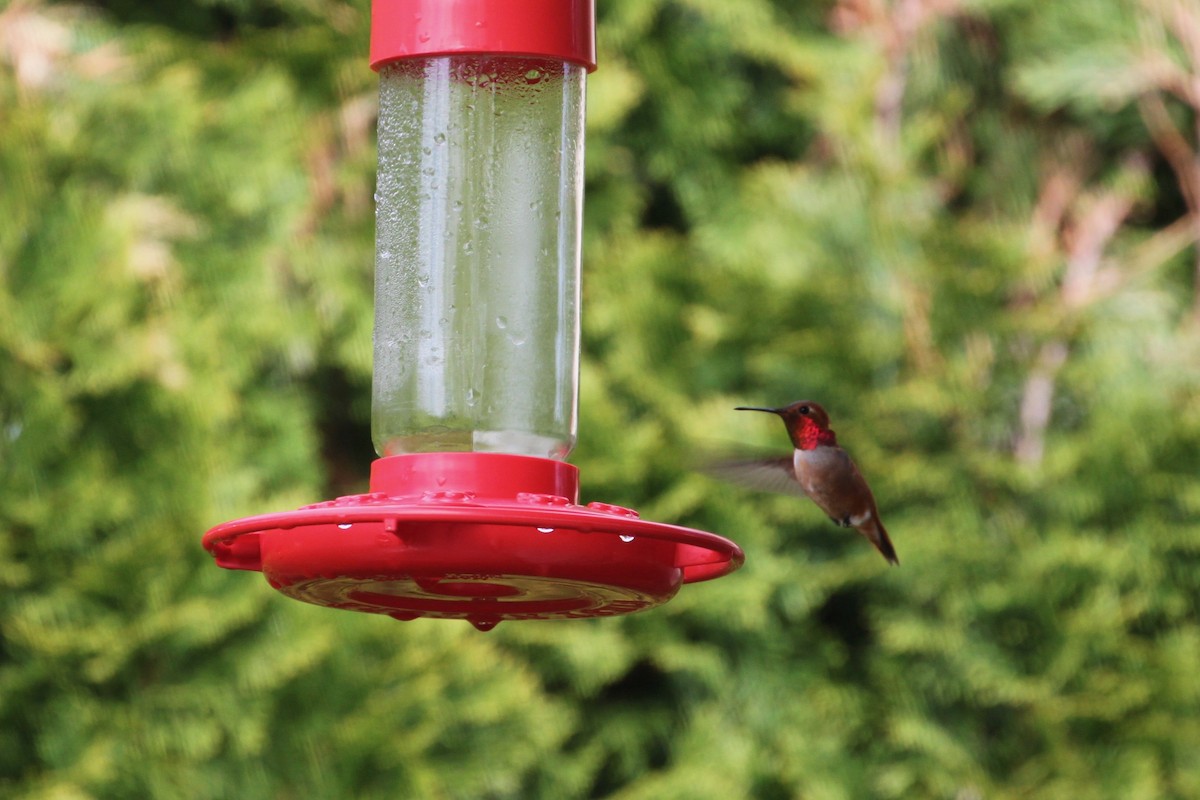 Rufous Hummingbird - ML56140161