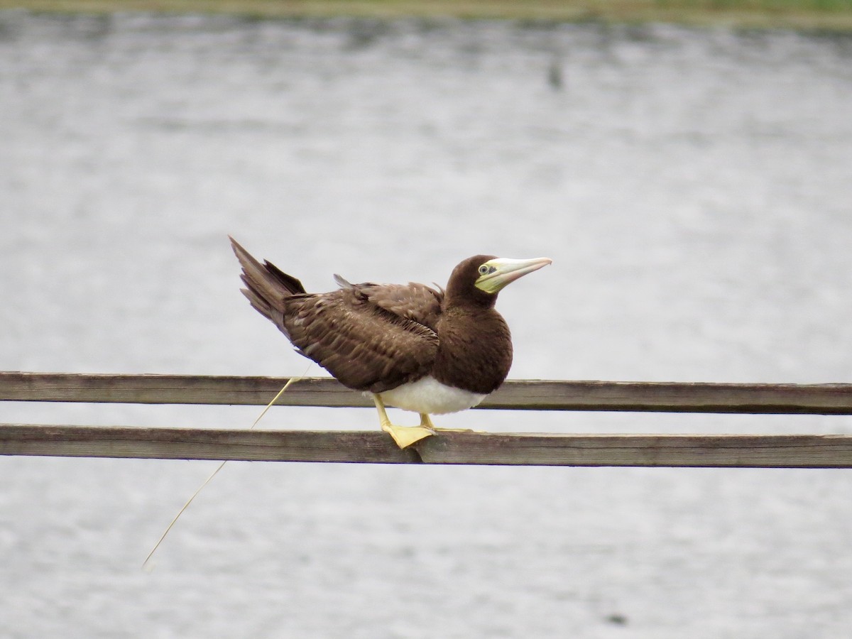 Brown Booby - ML56141061
