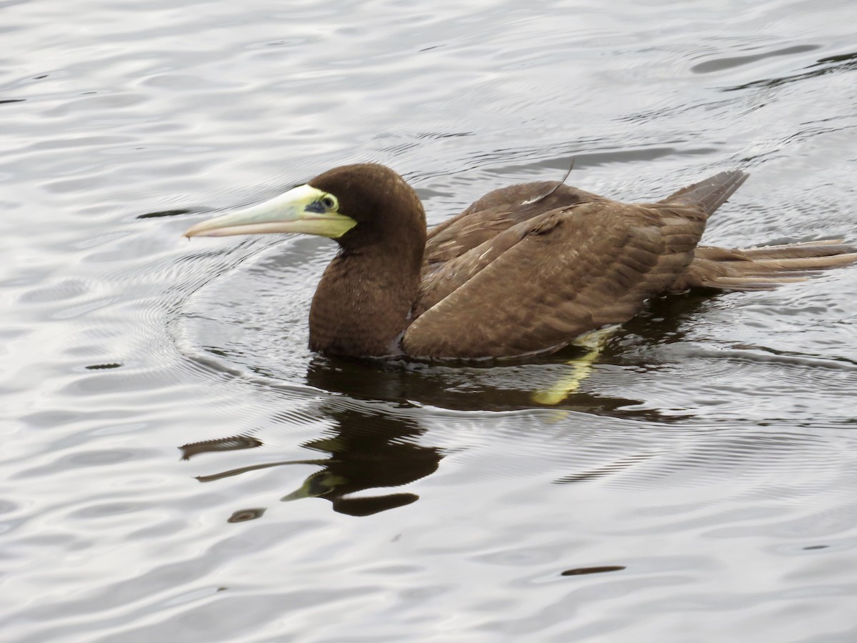 Brown Booby - ML56141081