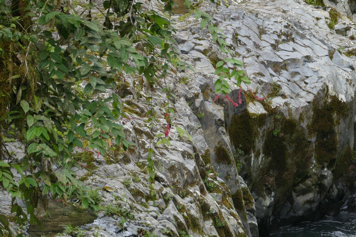 kolibřík zelenočelý - ML56141241