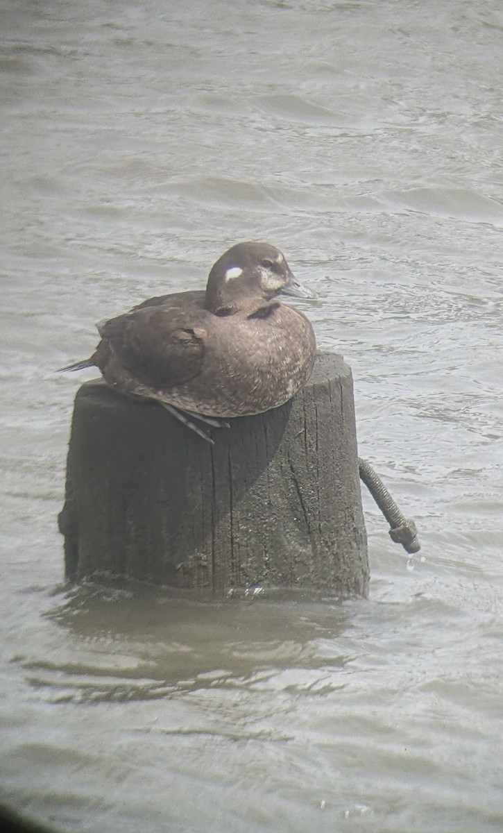 Ebird Checklist Apr Dupont Nature Center And Lighthouse Rd