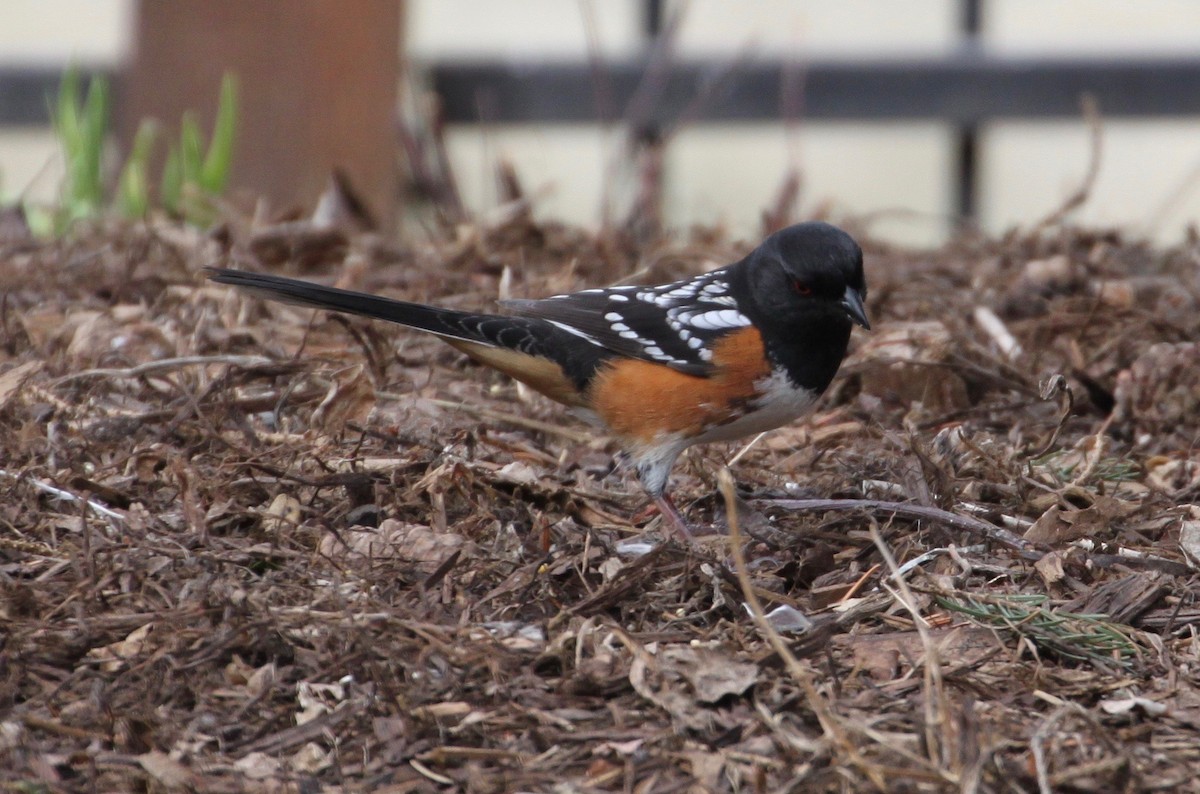 Spotted Towhee - ML56141491