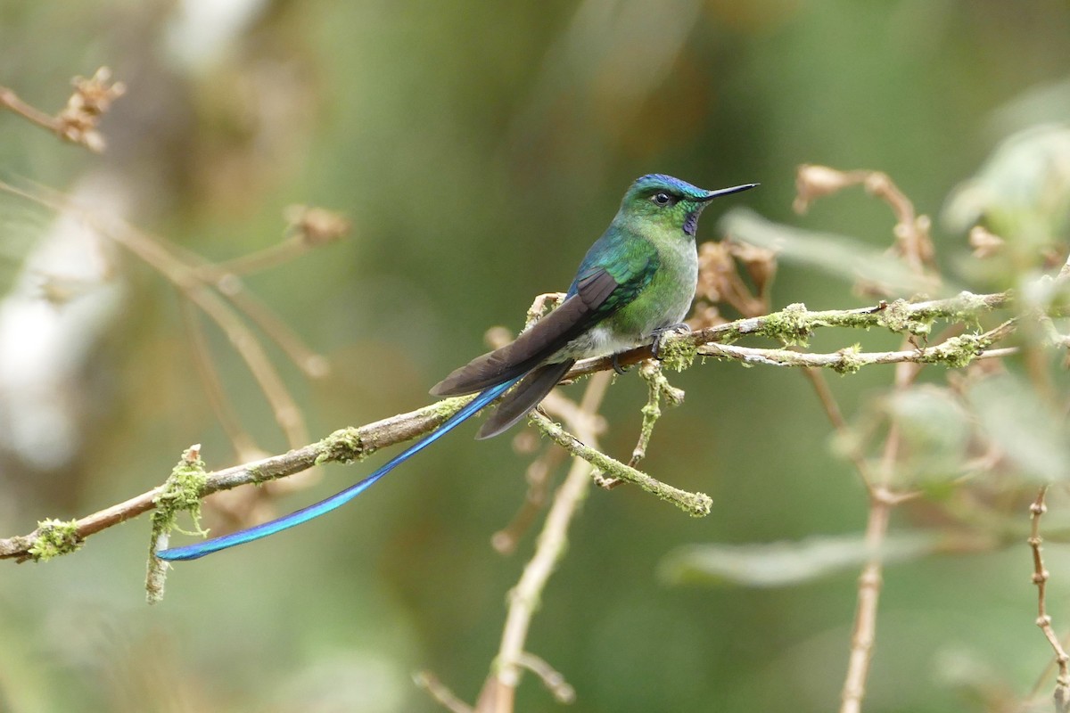 Long-tailed Sylph - ML56141521