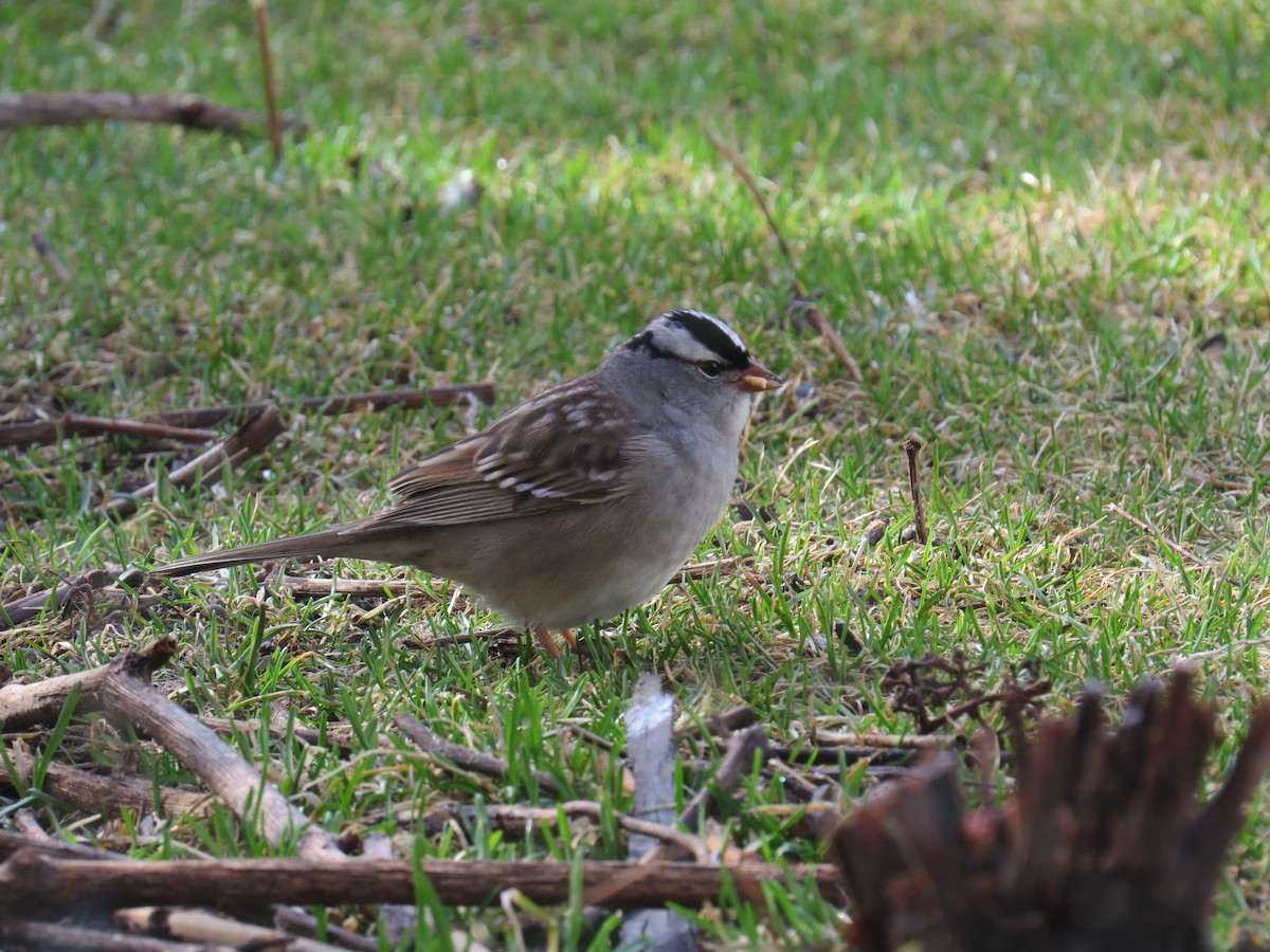 White-crowned Sparrow - Eric Wilmot