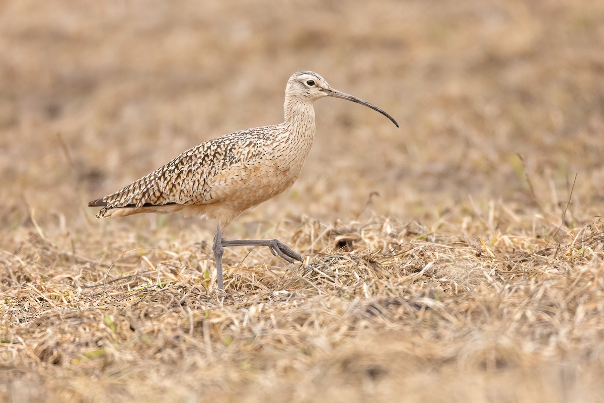 Long-billed Curlew - ML561416941