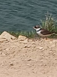 Semipalmated Plover - ML561417481