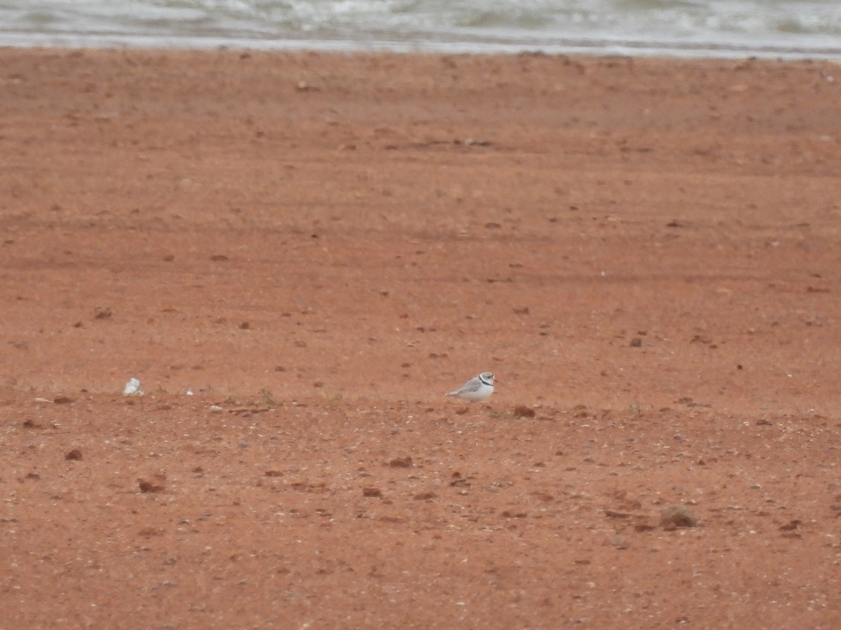 Piping Plover - ML561418321