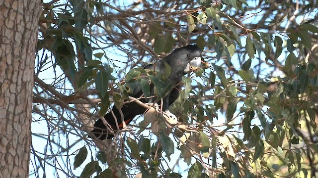 Red-tailed Black-Cockatoo - ML561419731