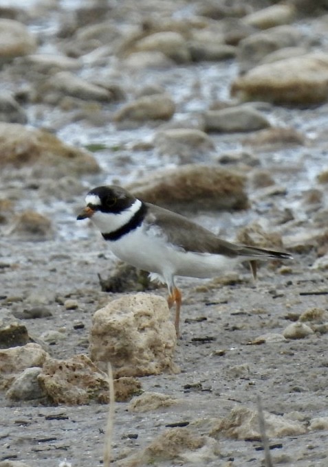 Semipalmated Plover - ML561421221